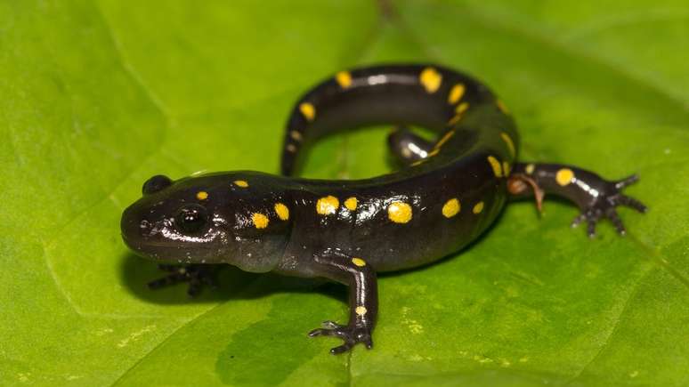 A salamandra manchada é o único exemplo de vertebrado que faz simbiose para realizar a fotossíntese