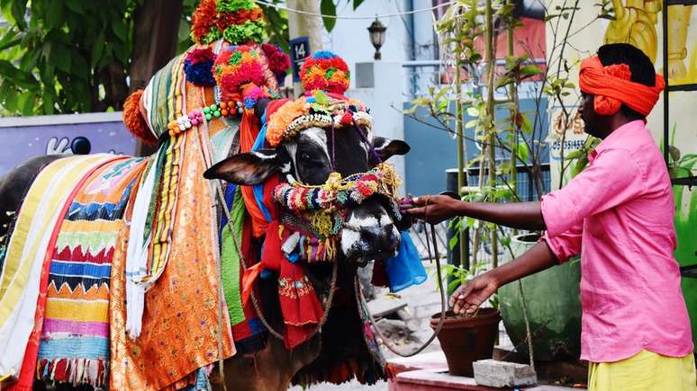 Festival Sankranti, em Machilipatnam, Índia; sacralização da vaca teve papel na formação do país