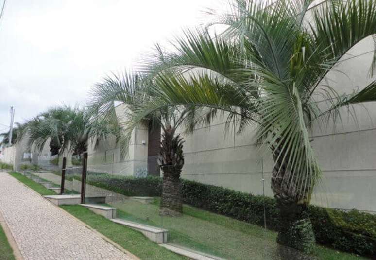 77. O modelo de muro para casa feito em vidro real&ccedil;a o paisagismo do im&oacute;vel. Fonte: Blog da Decora&ccedil;&atilde;o