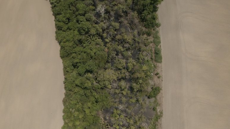 Faixa de floresta ladeada por plantações de soja em Rondônia