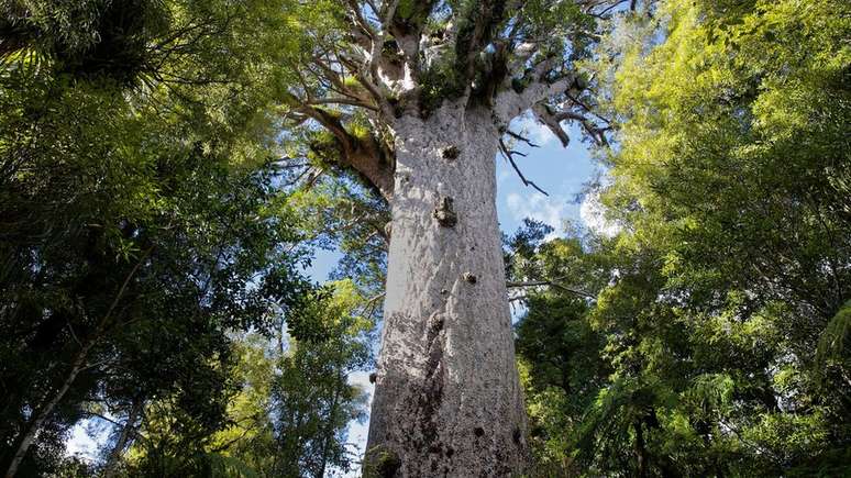 As árvores kauri da Nova Zelândia revelaram um aumento prolongado nos níveis de radiocarbono atmosférico causado pelo colapso do campo magnético da Terra quando os polos mudaram