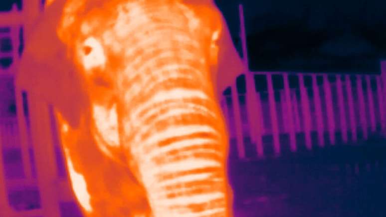 Zoológico na Inglaterra usou elefantes para 'treinar' câmera termográfica