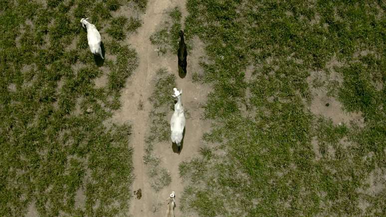 Pastagem nos arredores de Monte Negro (RO); há oito cabeças de gado para cada humano em Rondônia.