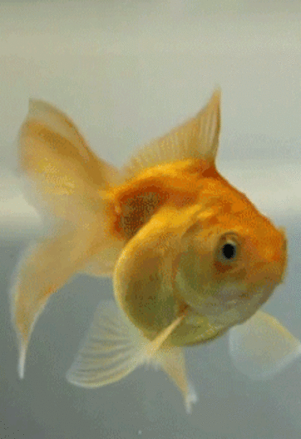 Esse peixinho parece que quer falar alguma coisa