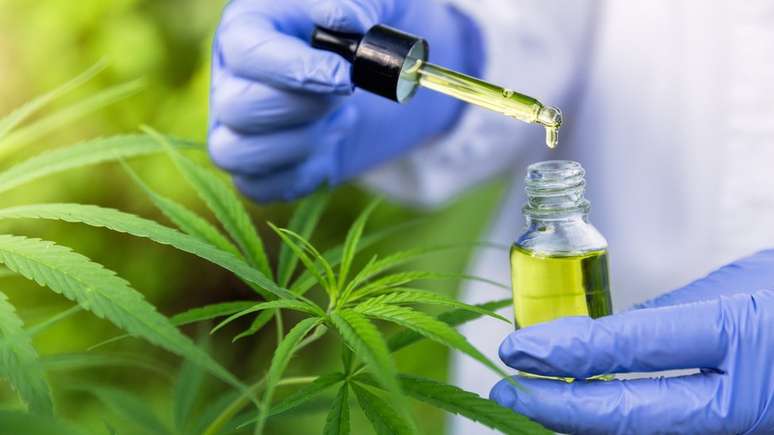 Óleo produzido a partir da cannabis é usado por pacientes com epilepsia, câncer e outras enfermidades graves