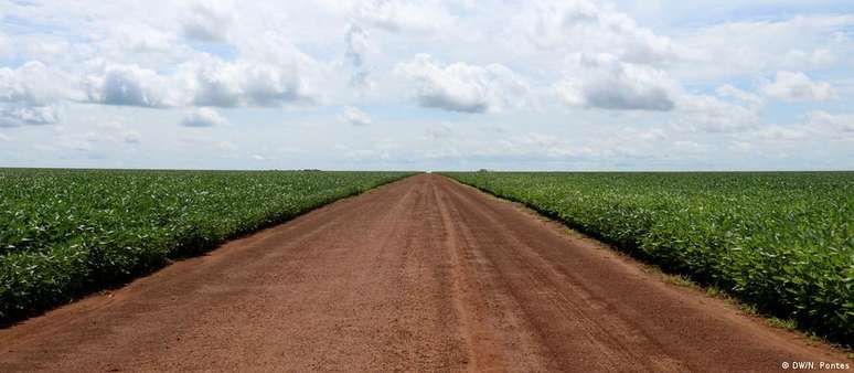 Na nova rota da soja, grão sai de Mato Grosso, maior produtor nacional, e corta a Floresta Amazônica pela BR-163