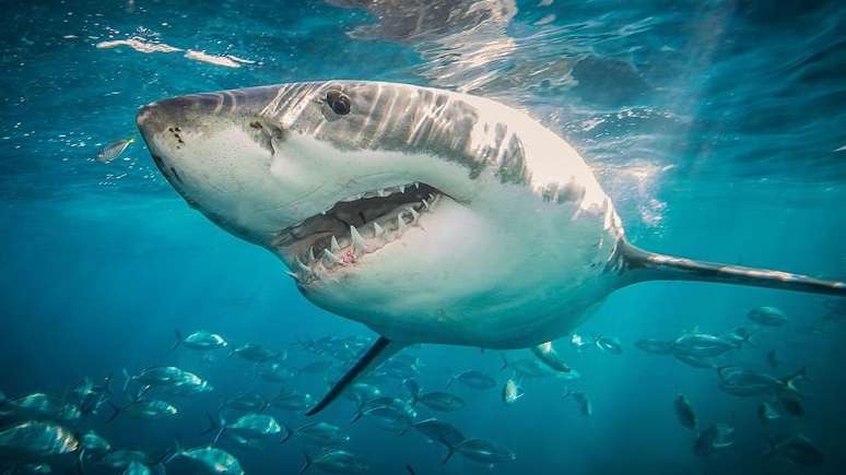 Uma série de espécies, incluindo o tubarão-branco que ficou famoso no filme, estão ameaçadas