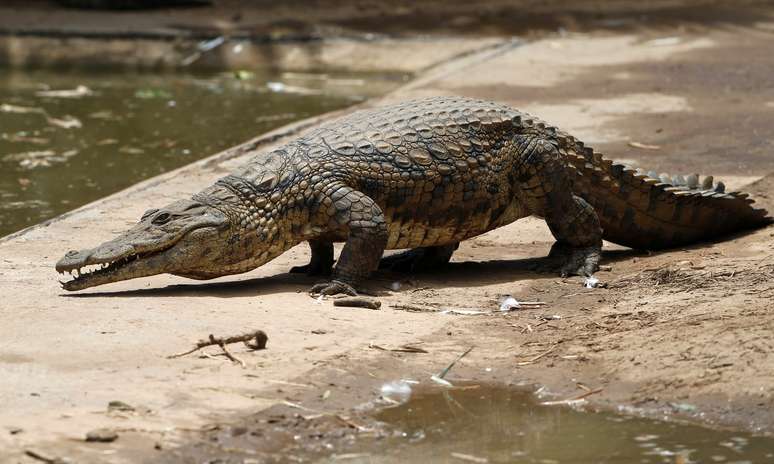 Crocodilo recuperado após fugir de criadouro na África do Sul
26/01/2013
REUTERS/Mike Hutchings