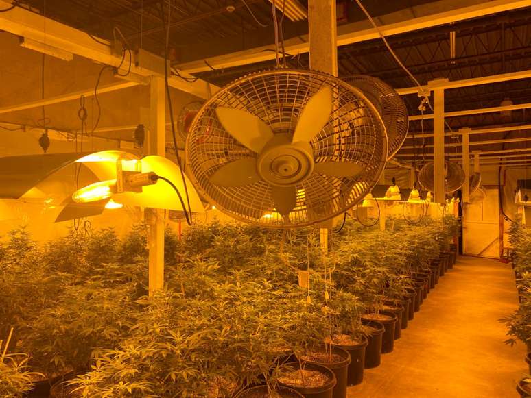 Cultivo de cannabis na fronteira dos EUA com Canadá
 9/9/2020    Divulgação/Polícia do Canadá