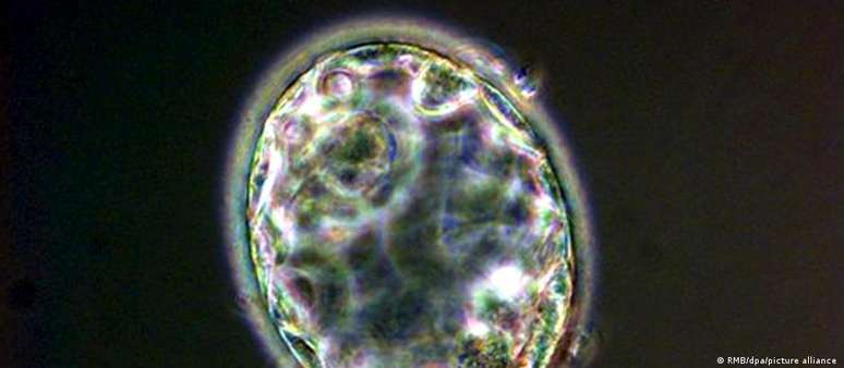 Na foto, um verdadeiro blastocisto humano. Agora, os pesquisadores criaram estruturas semelhantes, os "blastoides"