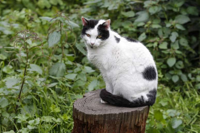 Estudos já mostraram que felinos não transmitem coronavírus para humanos