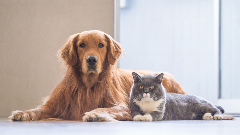 Cachorro e gato pode ter pulgas e carrapatos