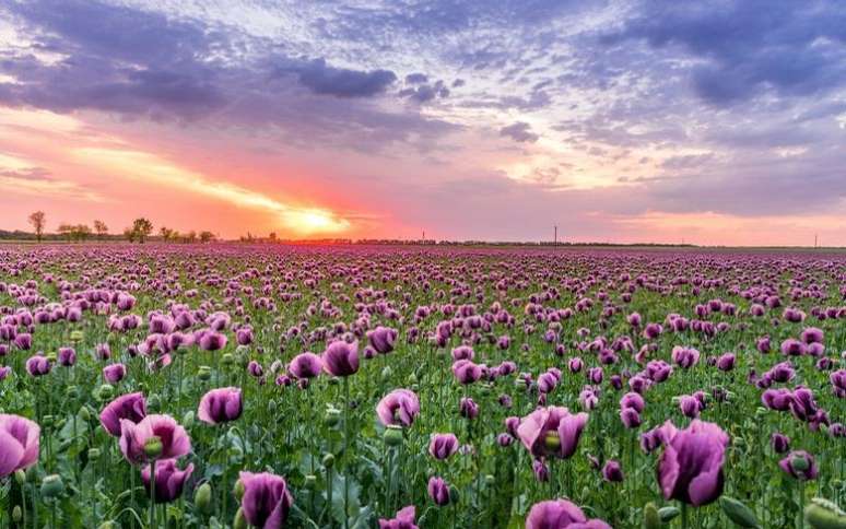 Primavera é tempo de florescer