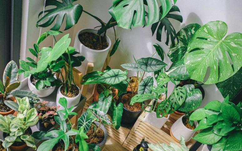 Proporcione mais qualidade de vida no seu lar com essas plantas -