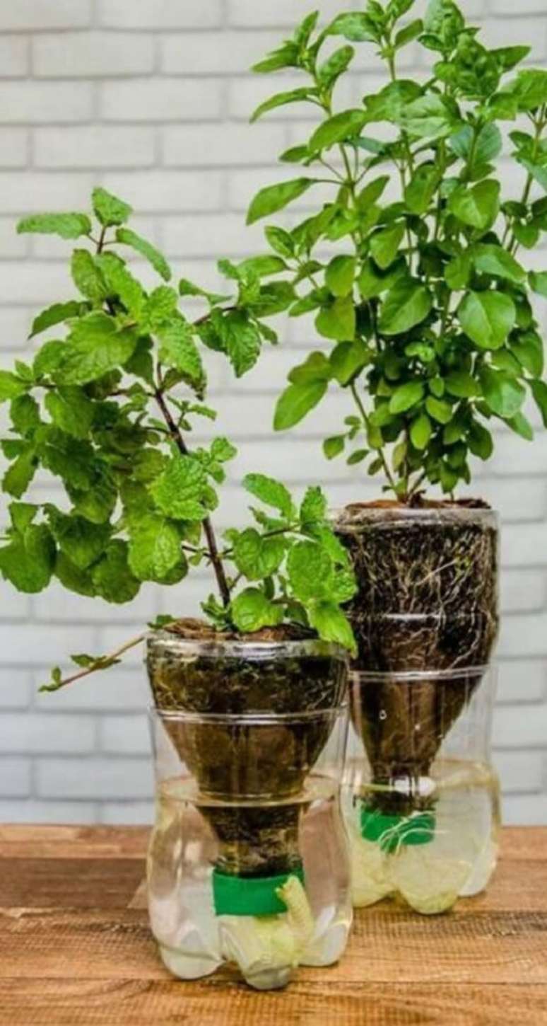 8. Temperos cultivados em mini horta com garrafa pet. Fonte: Revista Artesananto