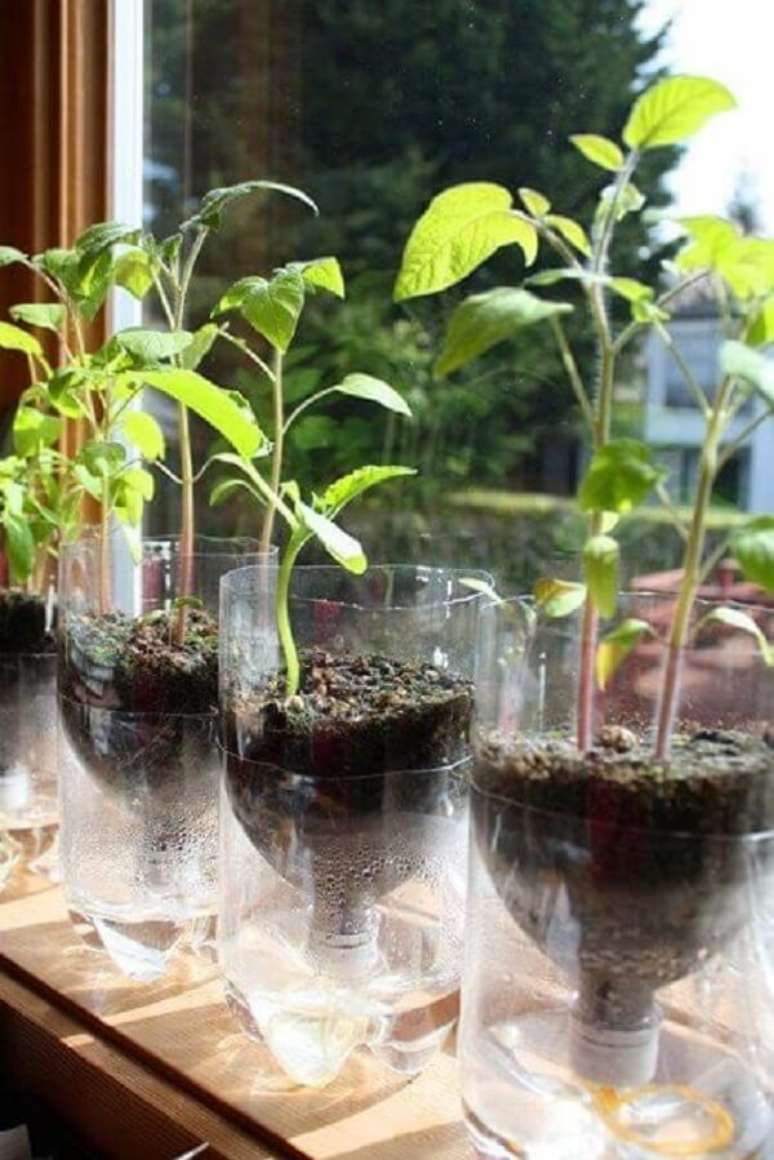 1. Essa horta com garrafa PET usa a tampa com um cordão para “alimentar” a planta com a água da base. Fonte: Pinterest