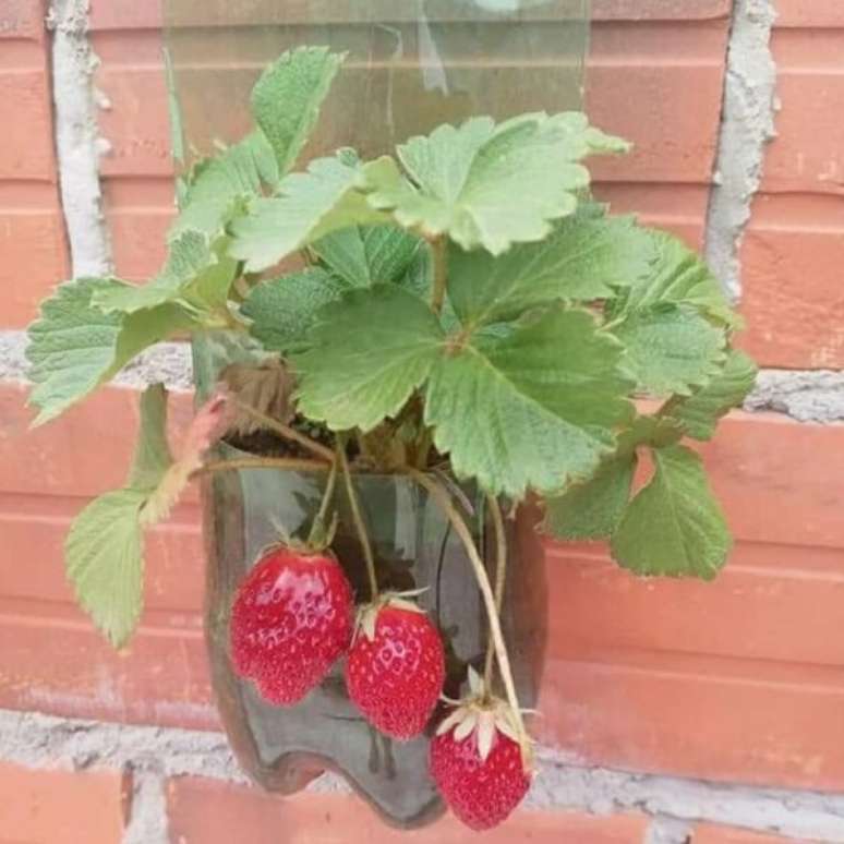 24. Aproveite para cultivar deliciosos morangos na sua horta com garrafa PET. Fonte: Pinterest