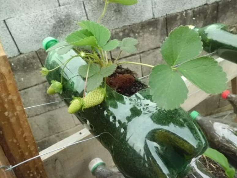 15. Horta com garrafa PET: plantação de morangos orgânicos. Fonte: Pinterest