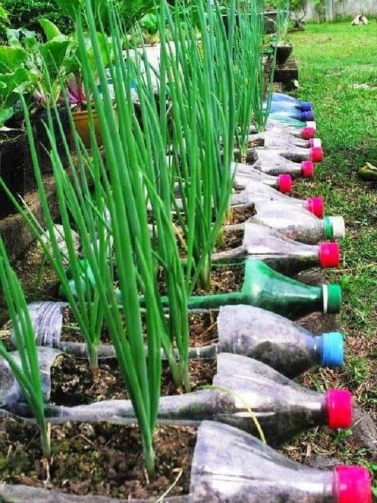 7. Cebolinhas são alguns dos temperos que podem ser cultivados na horta com garrafa pet no chão. Fonte: Pinterest