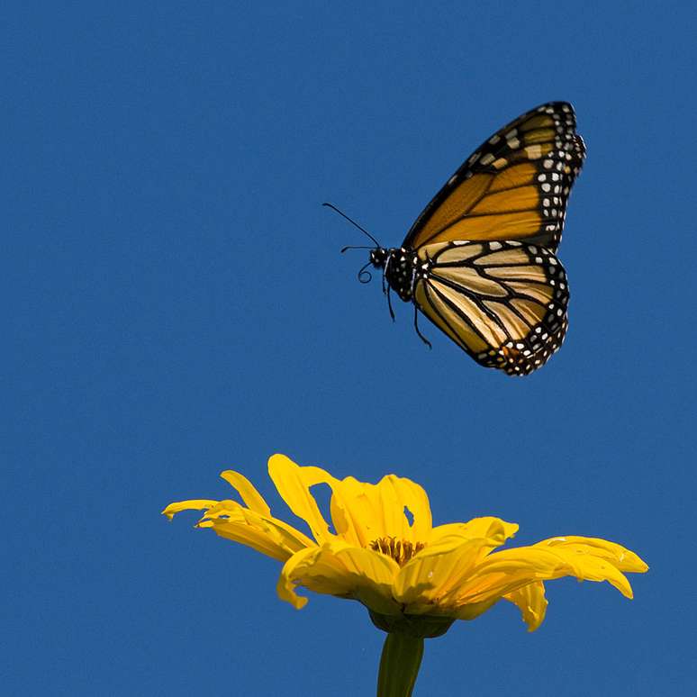 Quando está doente, a borboleta-monarca protege seus filhotes com compostos químicos