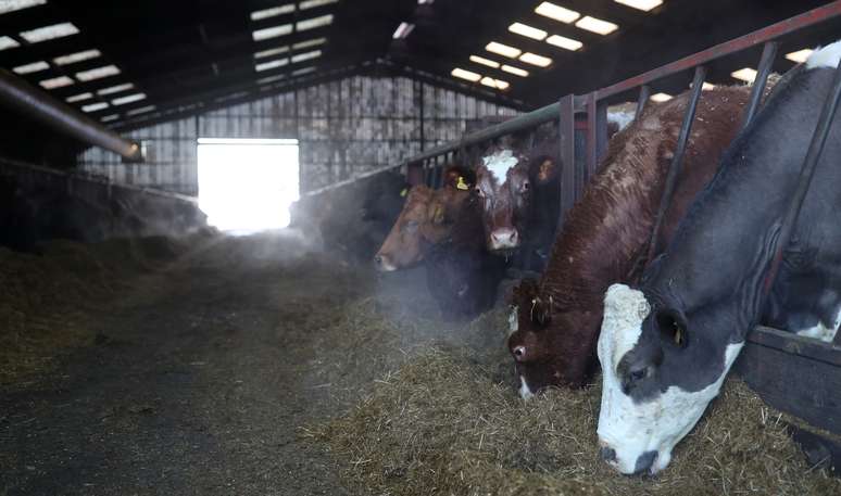 Bovinos em confinamento
22/012021
REUTERS/Russell Cheyne