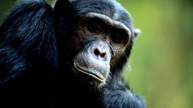 Huffman precisava provar que os chimpanzés sabiam o que estavam fazendo ao consumir remédios naturais
