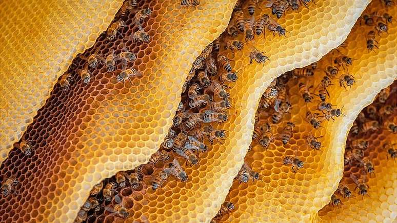 As abelhas espalham um remédio na colmeia, mas o composto também é usado na alimentação