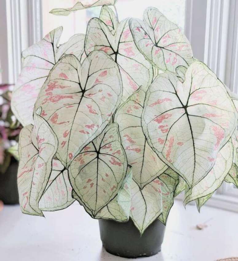 3. Caladium branco e rosa da planta na sala de estar – Foto Pinterest