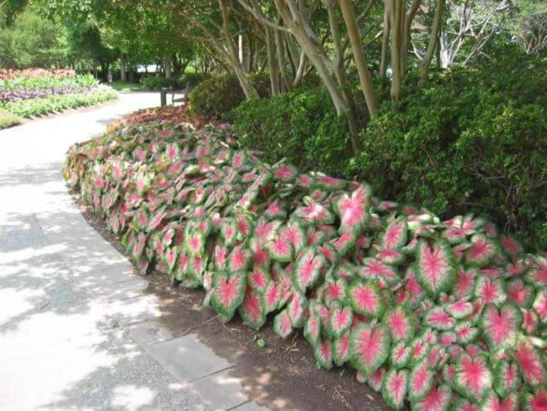 27. Jardim com caladium no caminho moderno – Foto Pinterest