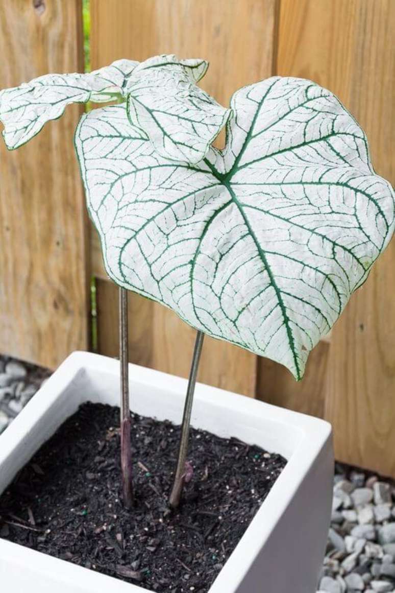 11. Caladium branco para sala de estar – Foto Pinterest