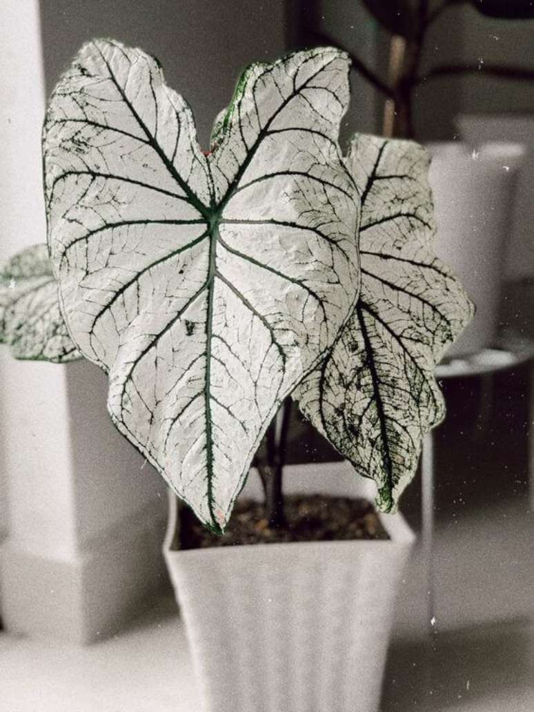 12. Caladium branco na decoração clean – Foto Pinterest