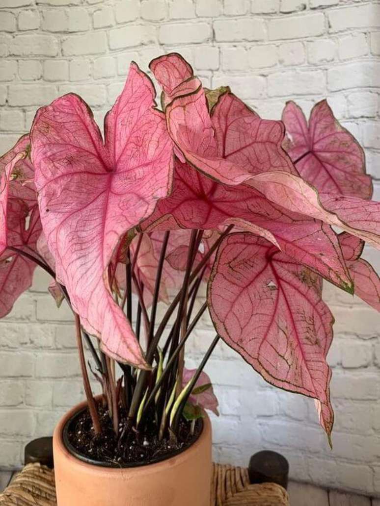 34. Caladium rosa na decoração – Foto Pop Sugar