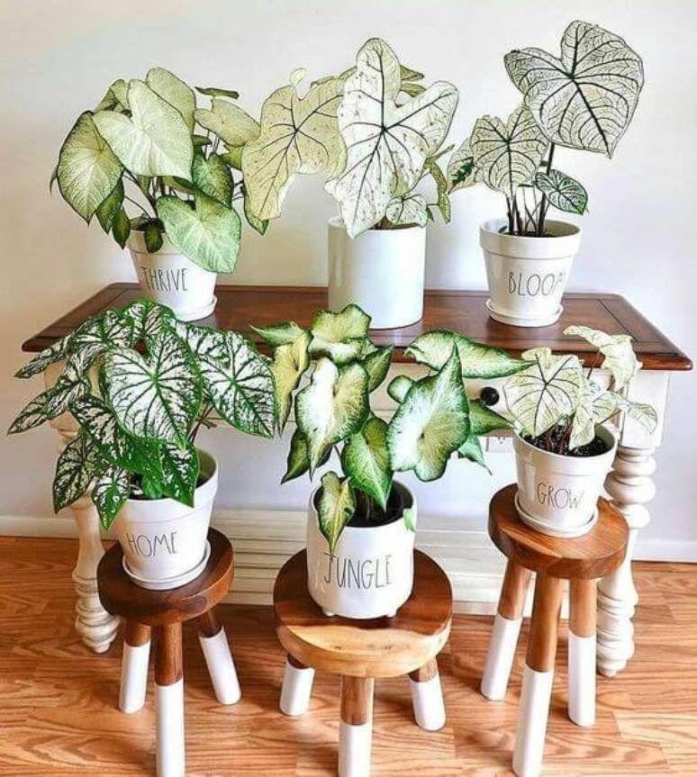 10. Casa com plantas caladium de diferentes tamanhos – Foto Pinterest
