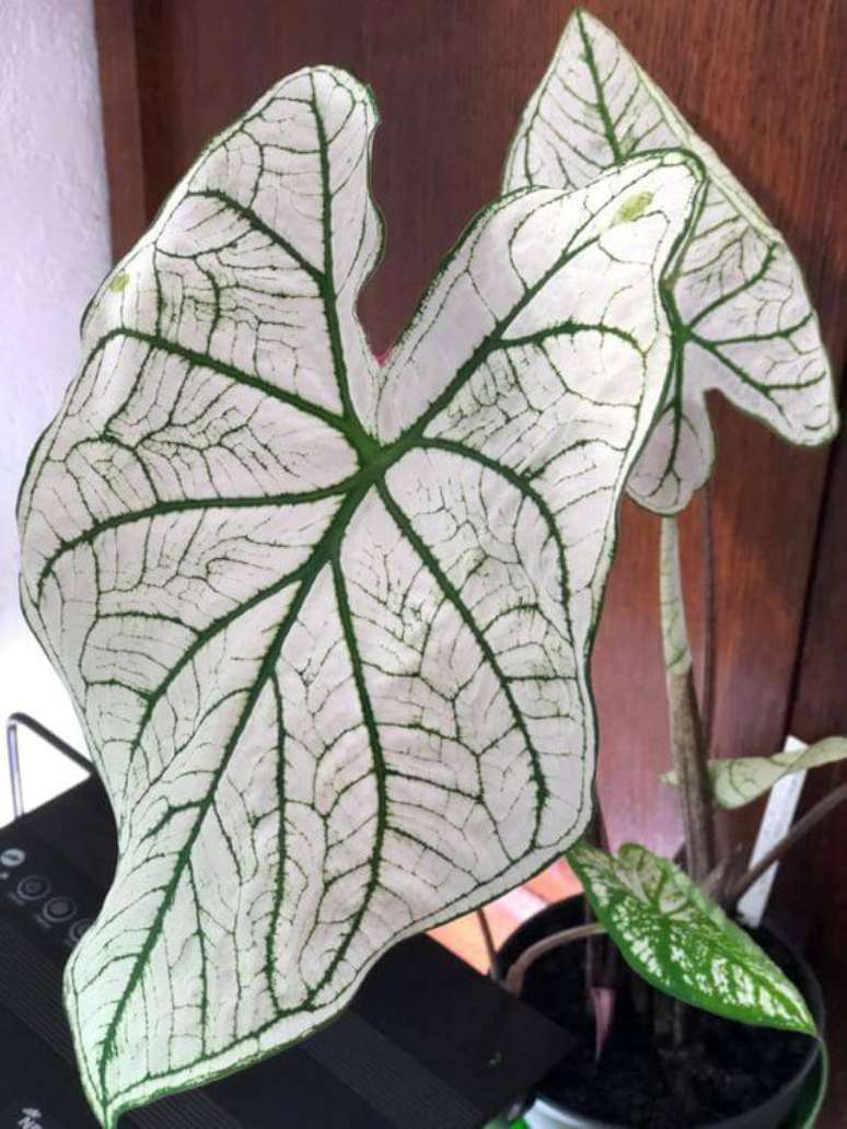 14. Caladium branca na decoração moderna – Foto Pardiscote Jardin