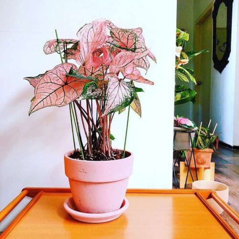 9. Caladium rosa com vaso da mesma cor – Foto Balcony Garden Web