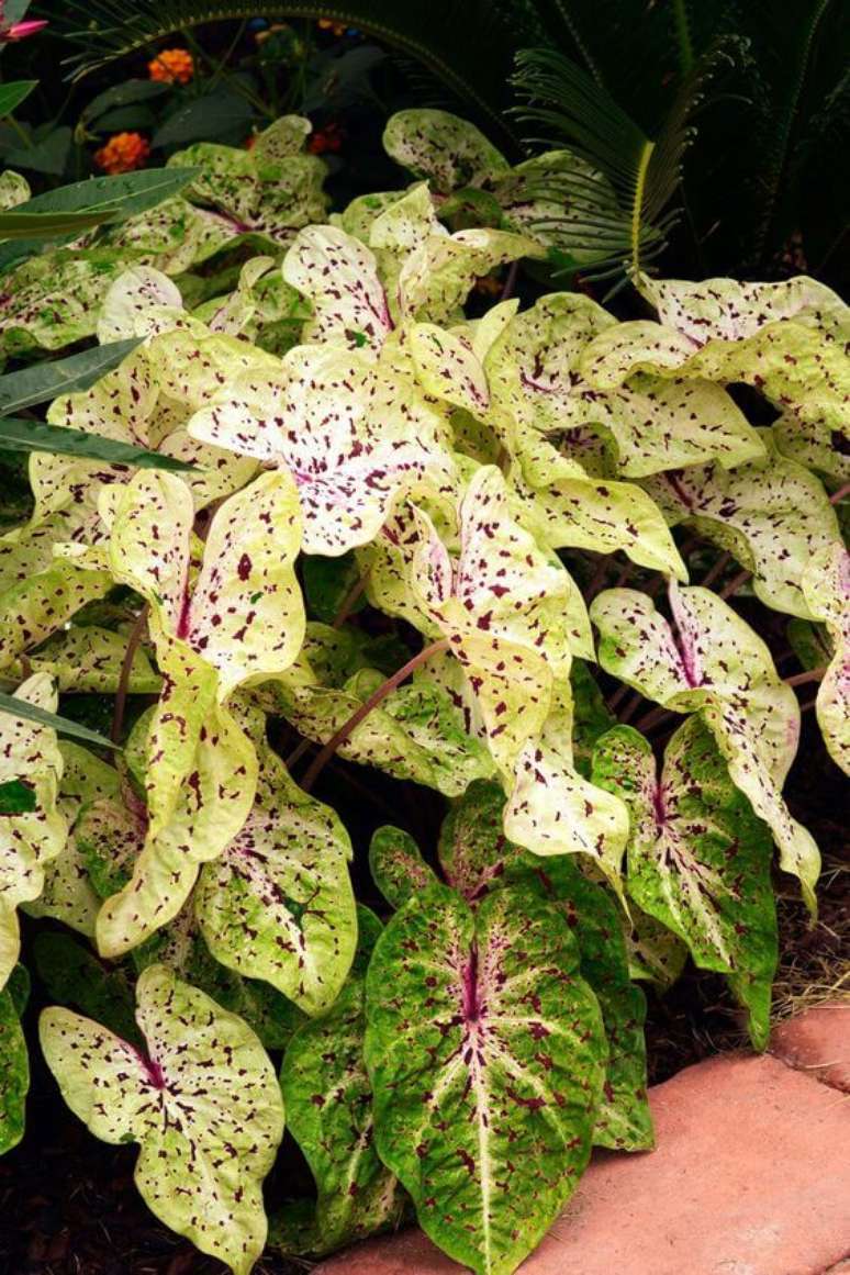 30. Caladium verde e roxo para jardim – Foto Country Living Magazine