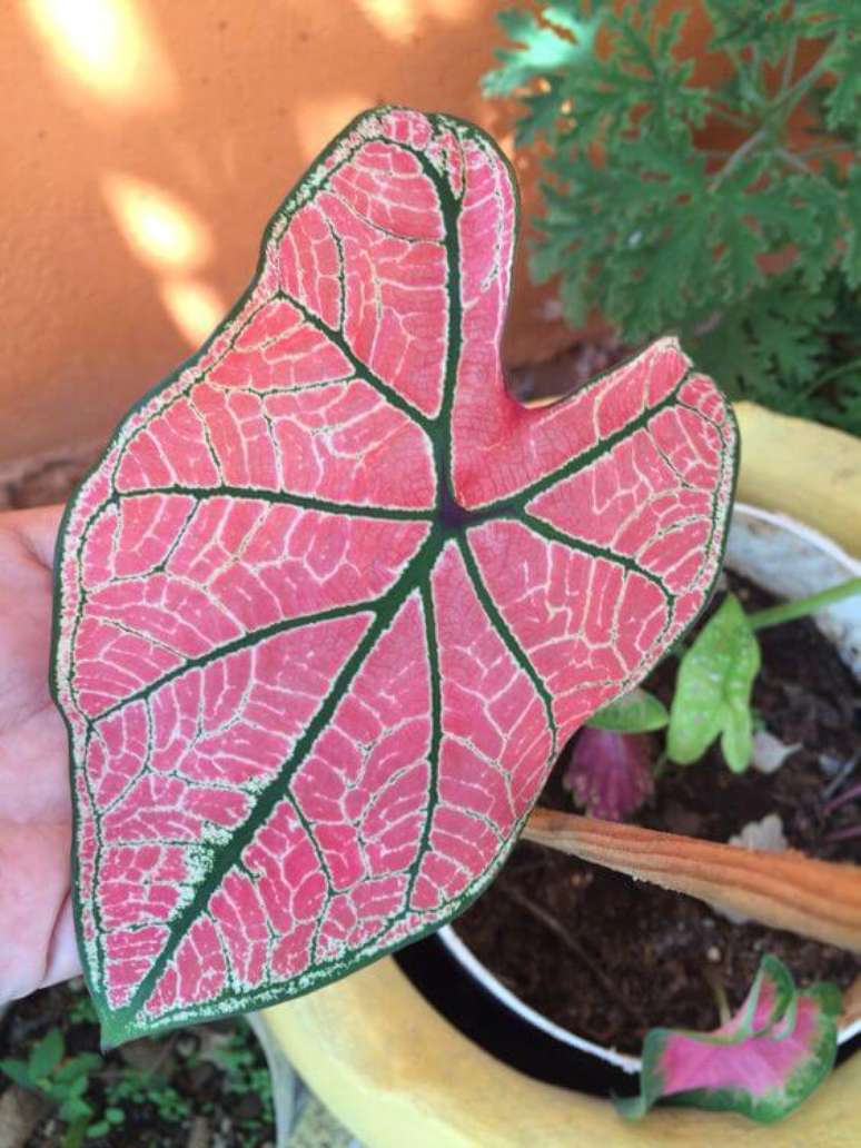 22. Jardim com caladium rosa – Foto Pinterest