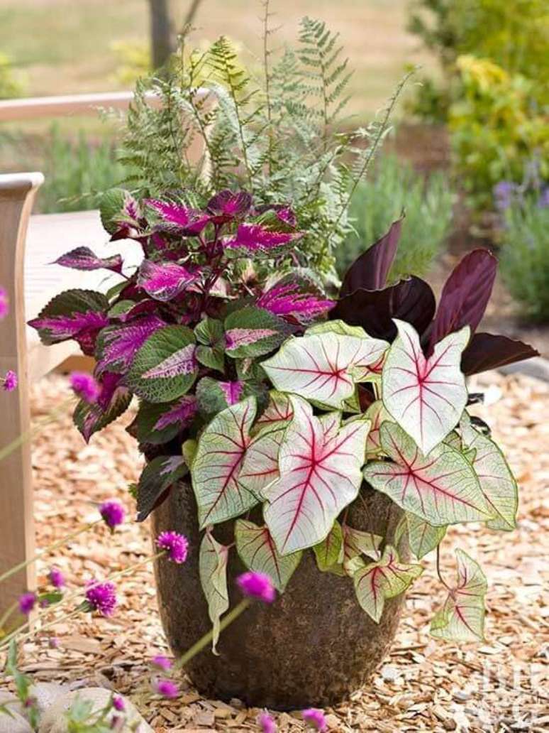 23. Jardim com caladium rosa e verde – Foto Better Homes and Gardens