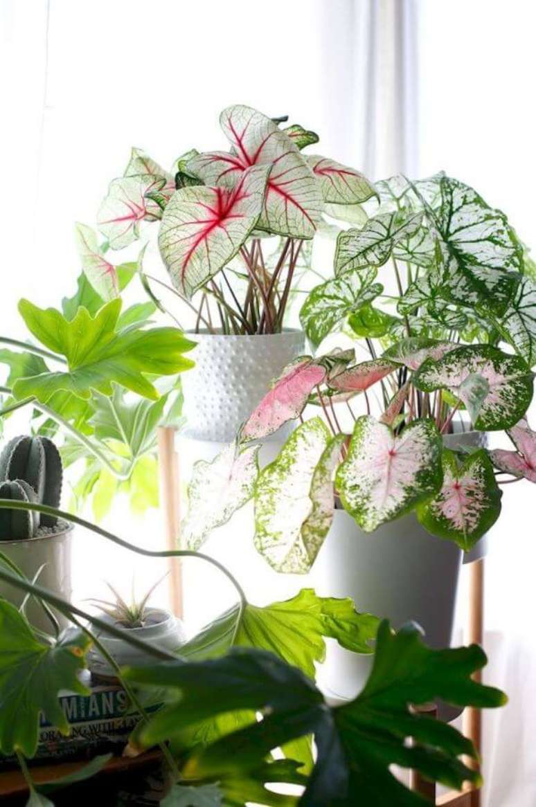 24. Decoração com caladium rosa verde e branca – Foto Justina Blakeey