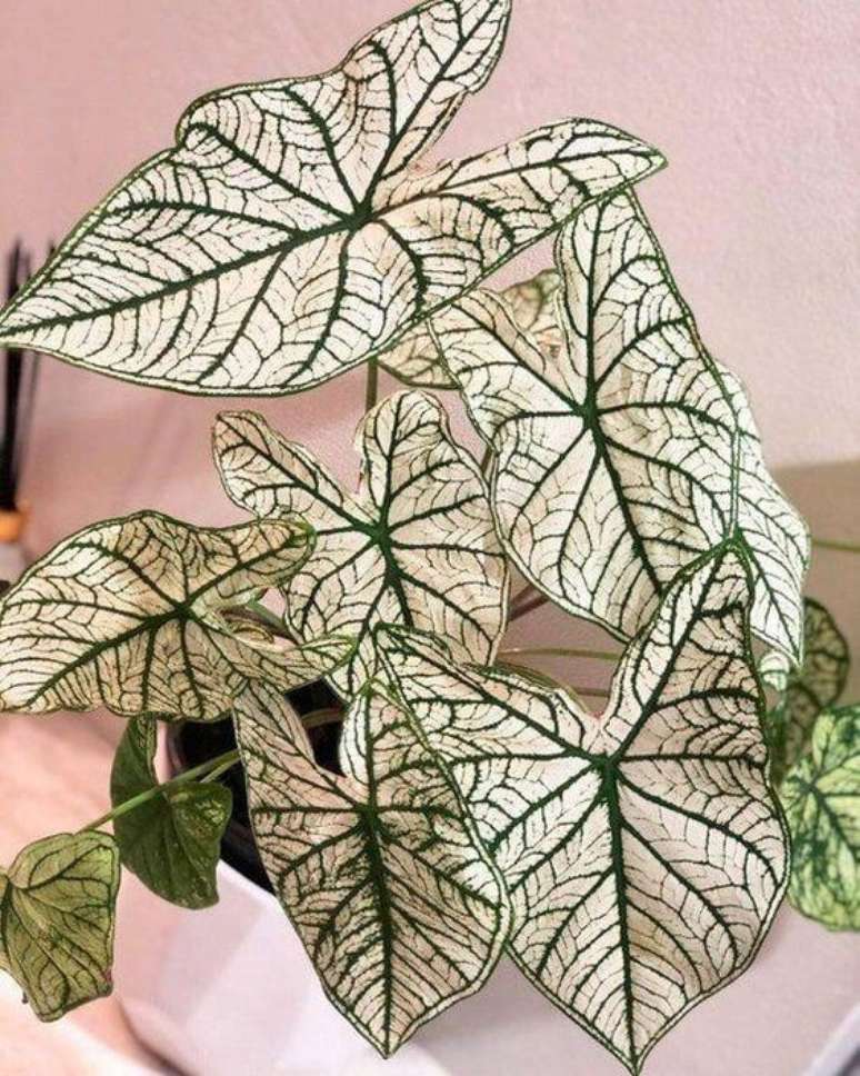 5. Caladium branca com vaso na mesma cor – Foto Etsy