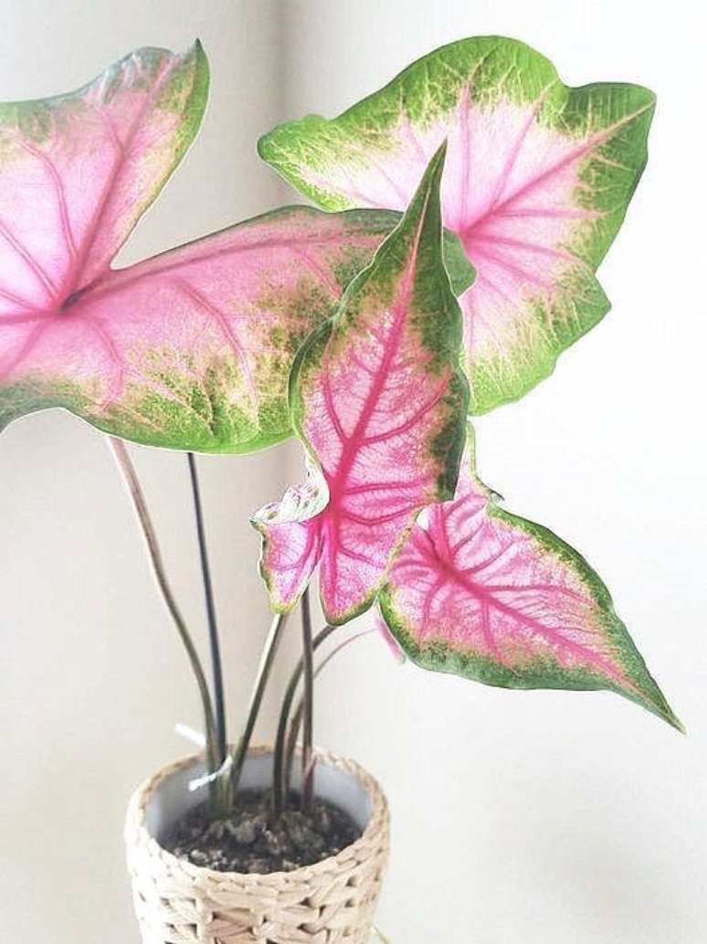 15. Vaso pequeno com caladium rosa e verde – Foto Pinterest