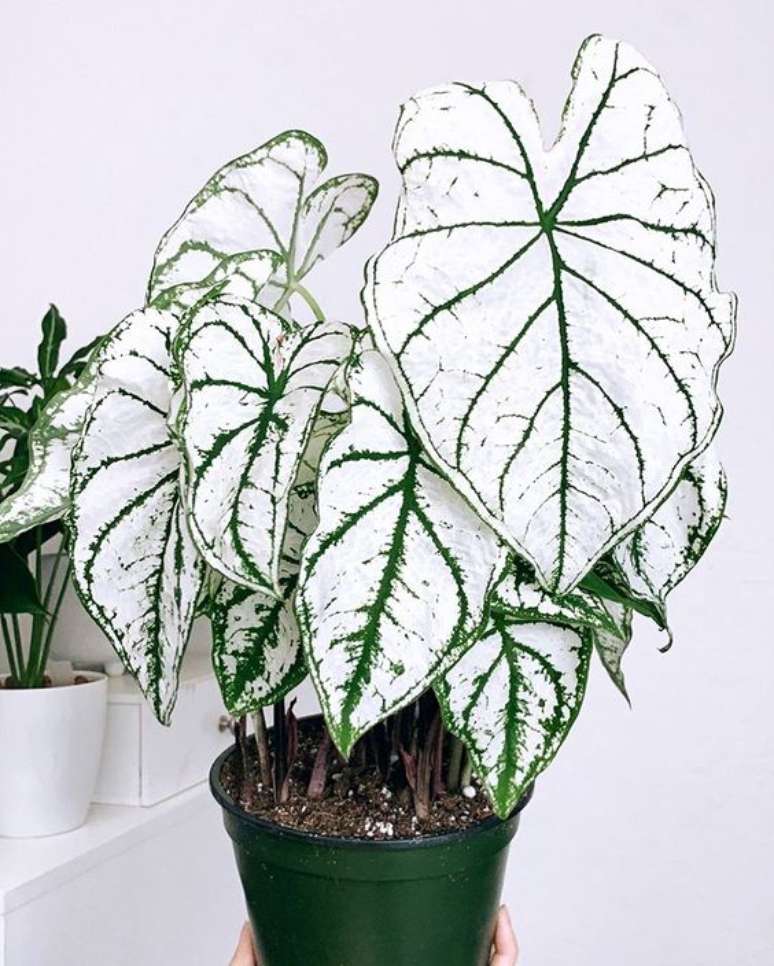 8. Vaso para decoração com caladium – Foto Pinterest