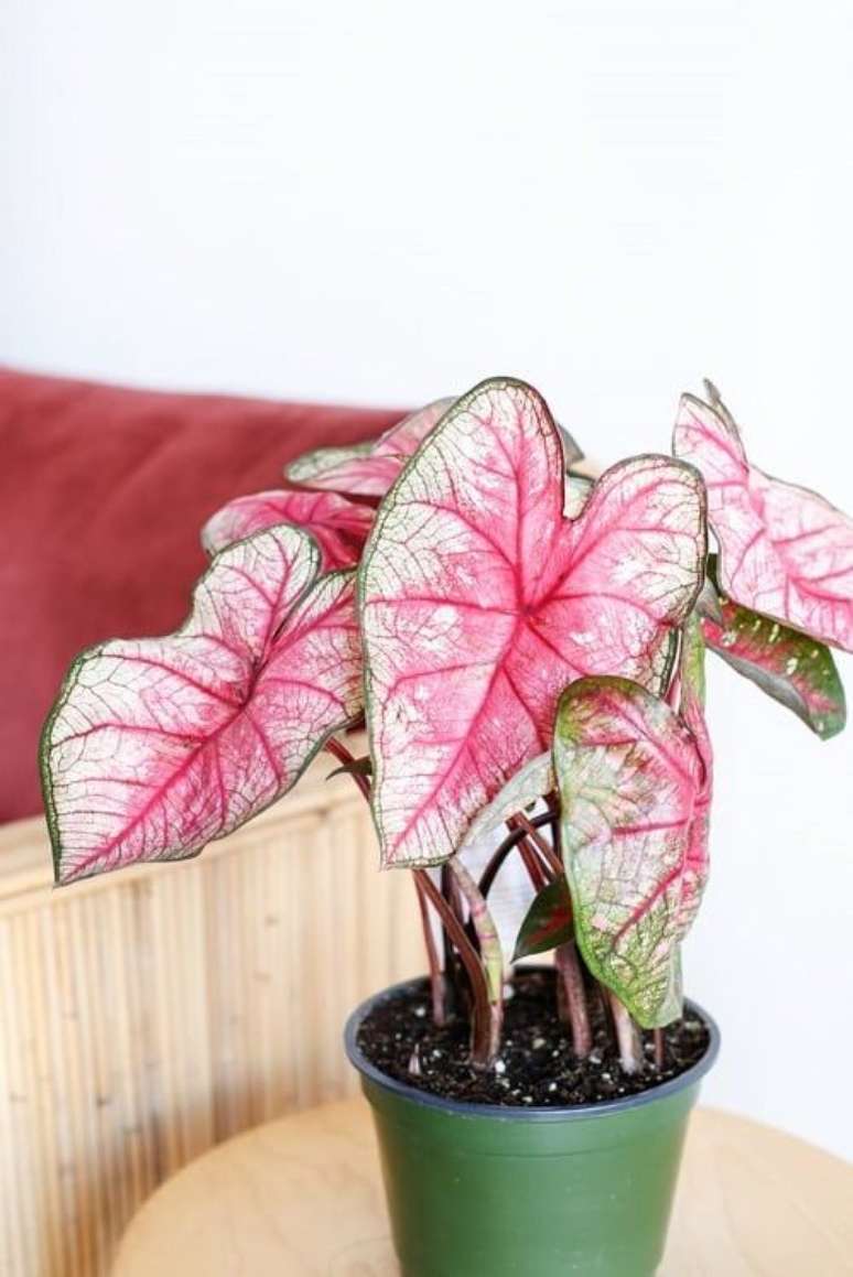 45. Sala de estar com vaso de caladium ao lado do sofá – Foto Balcony Garden Web