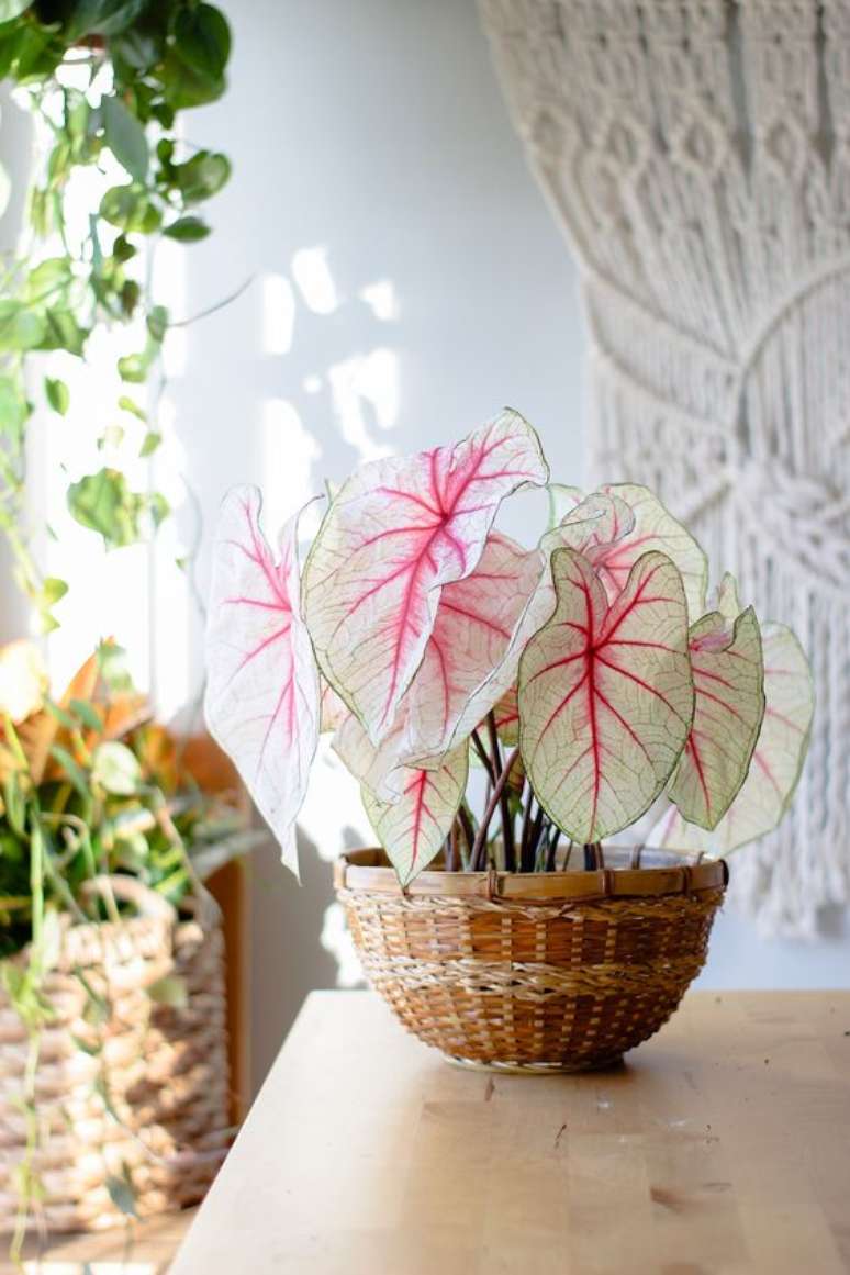 4. Vaso de planta Caladium bicolor – Foto Pinterest