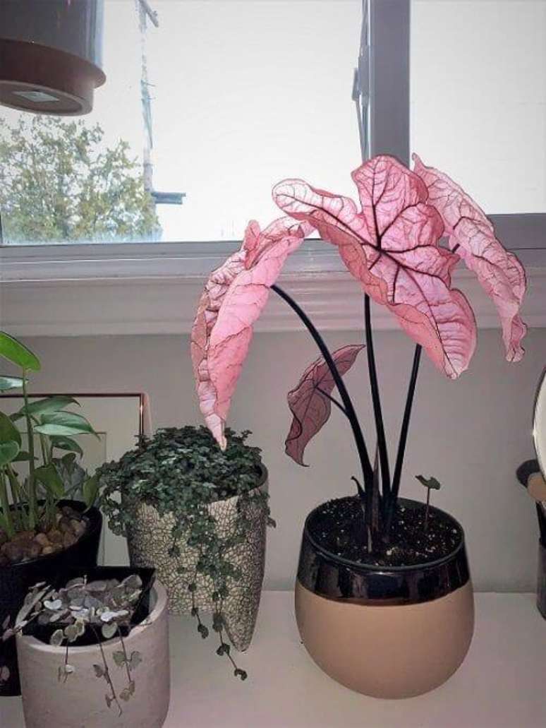 33. Caladium rosa na janela – Foto Balcony Garden Web