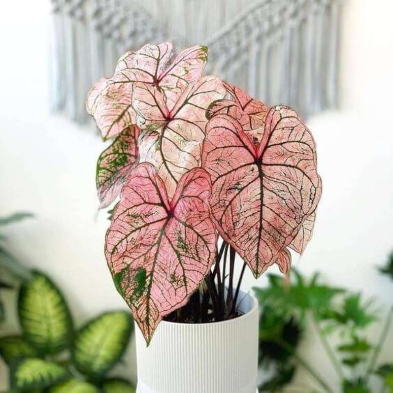 35. Caladio rosa para decoração charmosa – Foto Pinterest