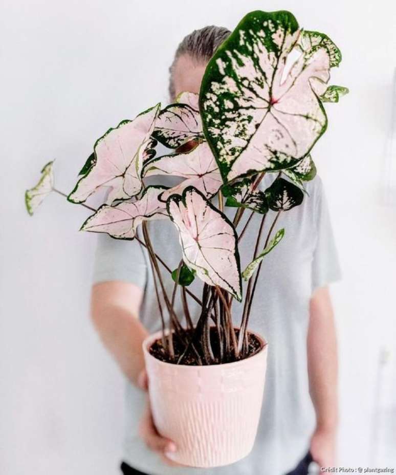 43. Vaso com caladio rosa e verde – Foto Detente Jardin