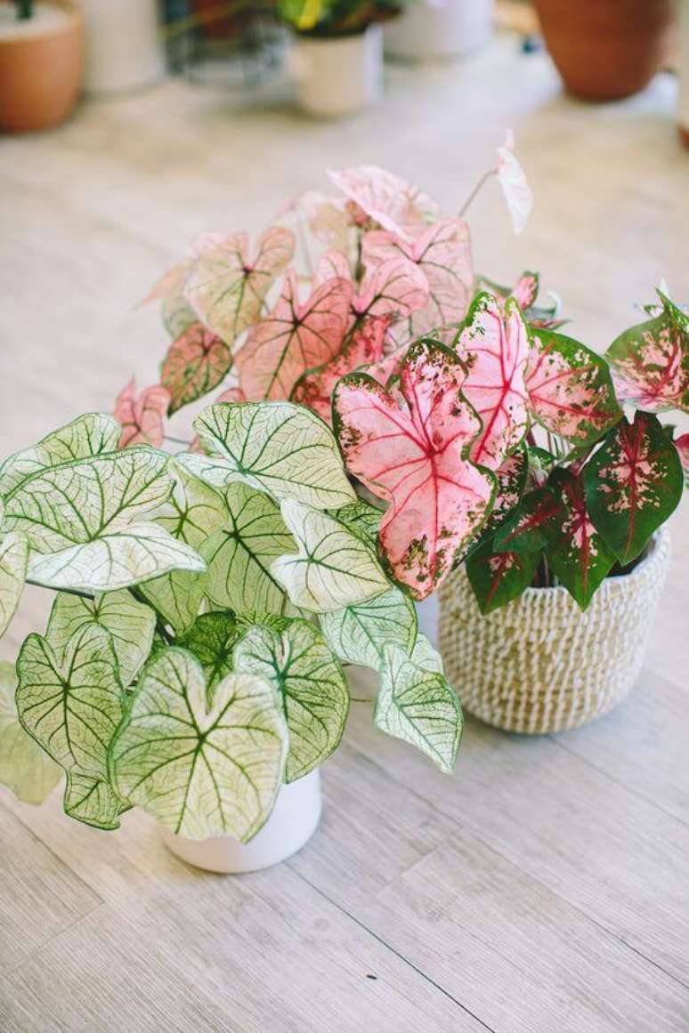 2. Decoração com caladium de diferentes espécies – Foto Wild Flora Design