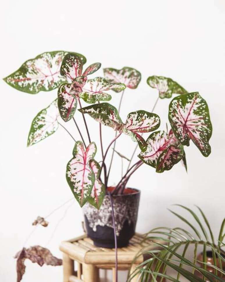 31. Caladium verde e rosa na decoração da sala – Foto Mama Botanica