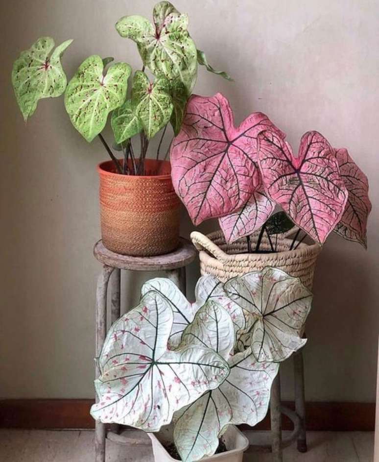 18. Vasos de plantas com caladium de diferentes espécies – Foto Reddit